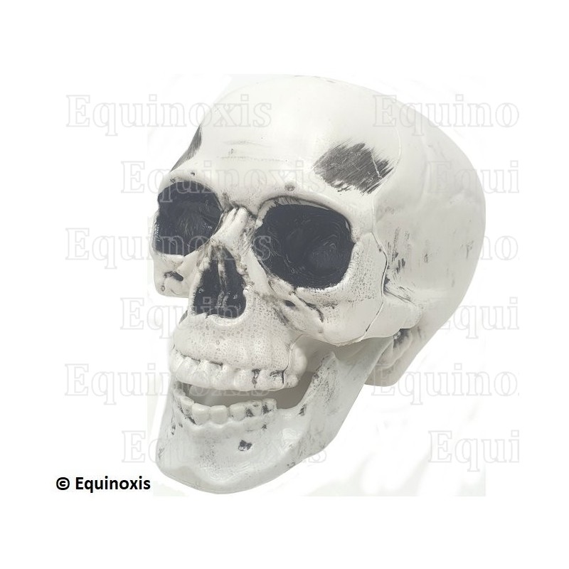 Resin skull for reflection cabinet